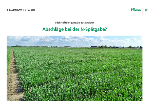Stickstoffdüngung zu Backweizen
