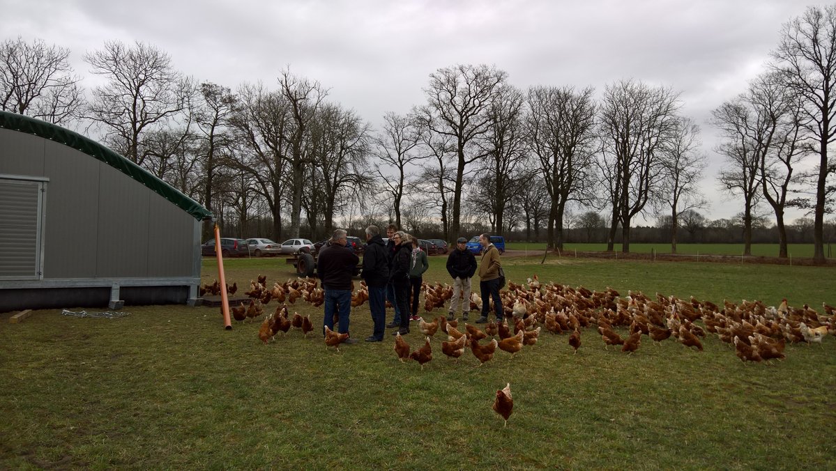 Eine kleine Gruppe von Menschen steht an einem Hühnerstall umgeben von vielen braunen Legehennen.