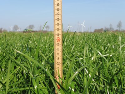 Zollstock im Grasland