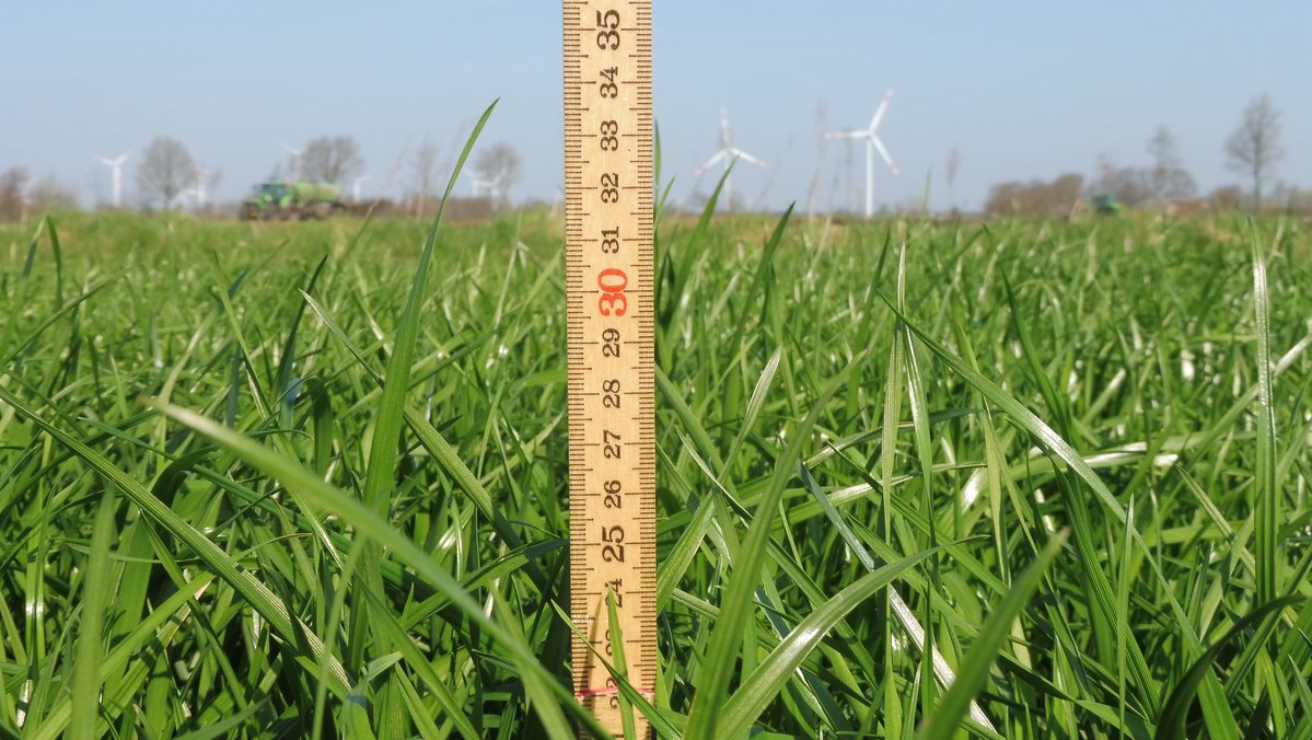 Ein Zollstock vertikal auf den Boden einer Weide gesetzt, um die Höhe des darauf wachsenden Grases zu messen.