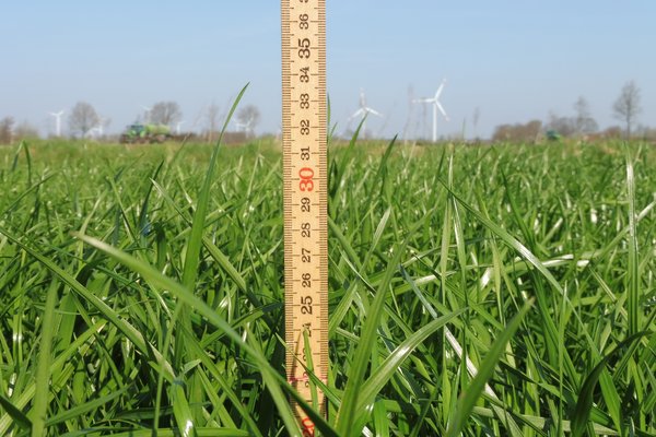 Ein Zollstock vertikal auf den Boden einer Weide gesetzt, um die Höhe des darauf wachsenden Grases zu messen.