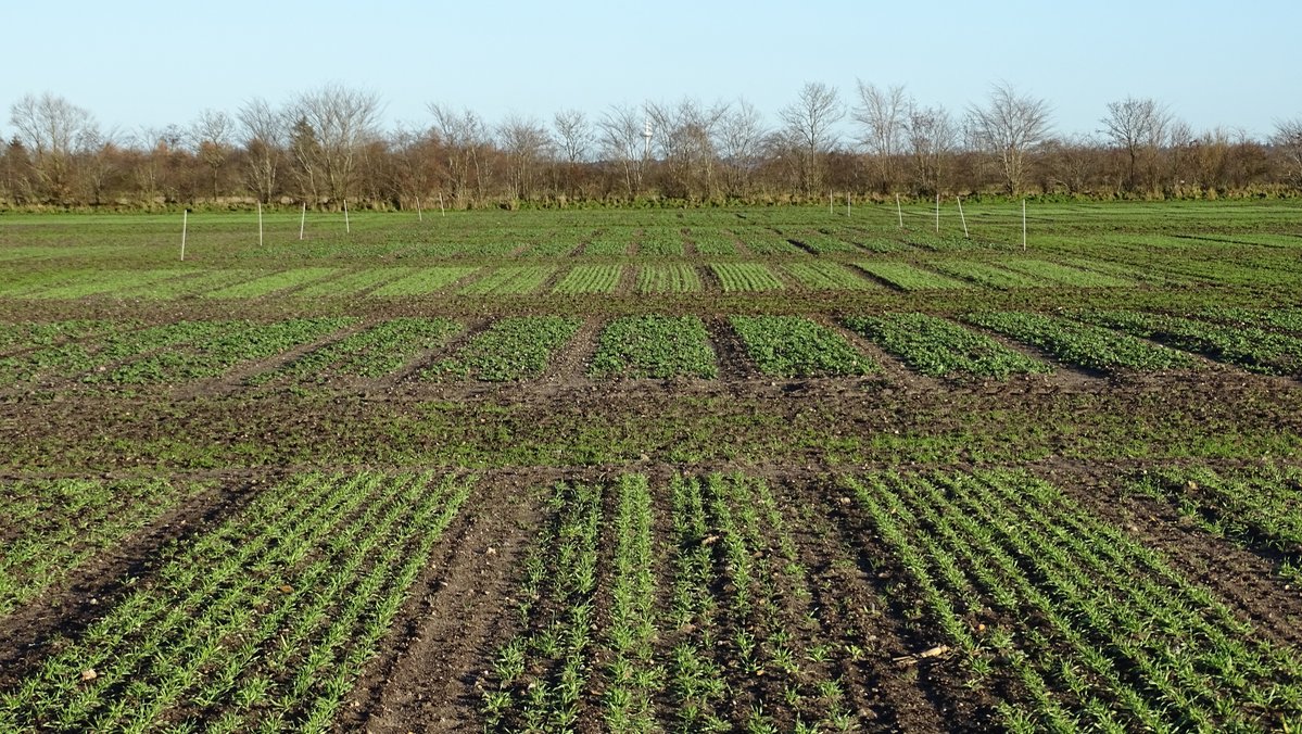 Ein Feld mit Junggetreidepflanzen.