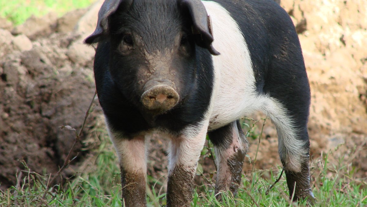 Ein Schwein steht in einem Freilandgehege und schaut in die Kamera.