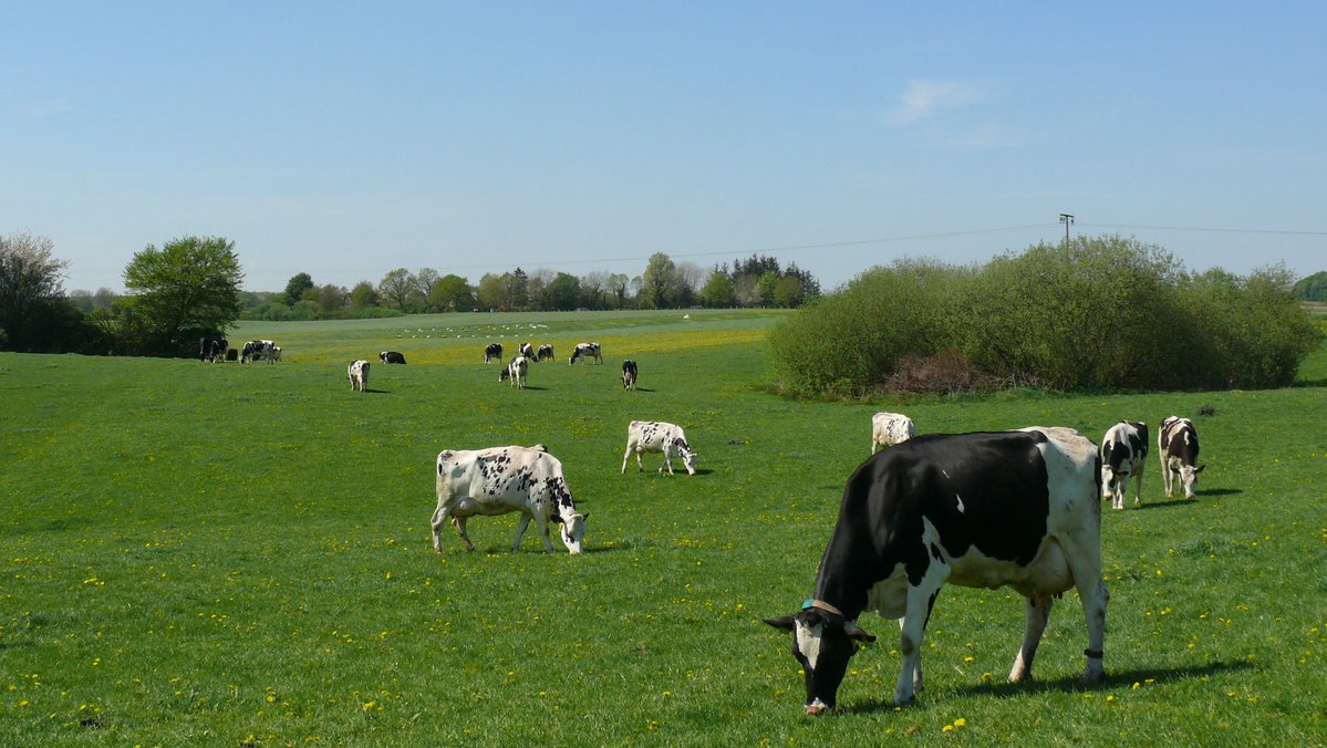 Eine Weidelandschaft in Schleswig-Holstein auf der Kühe grasen.