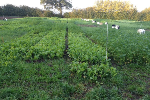 Zu sehen sind Anbaustreifen verschiedener Marktfrüchte auf einem Feld. 