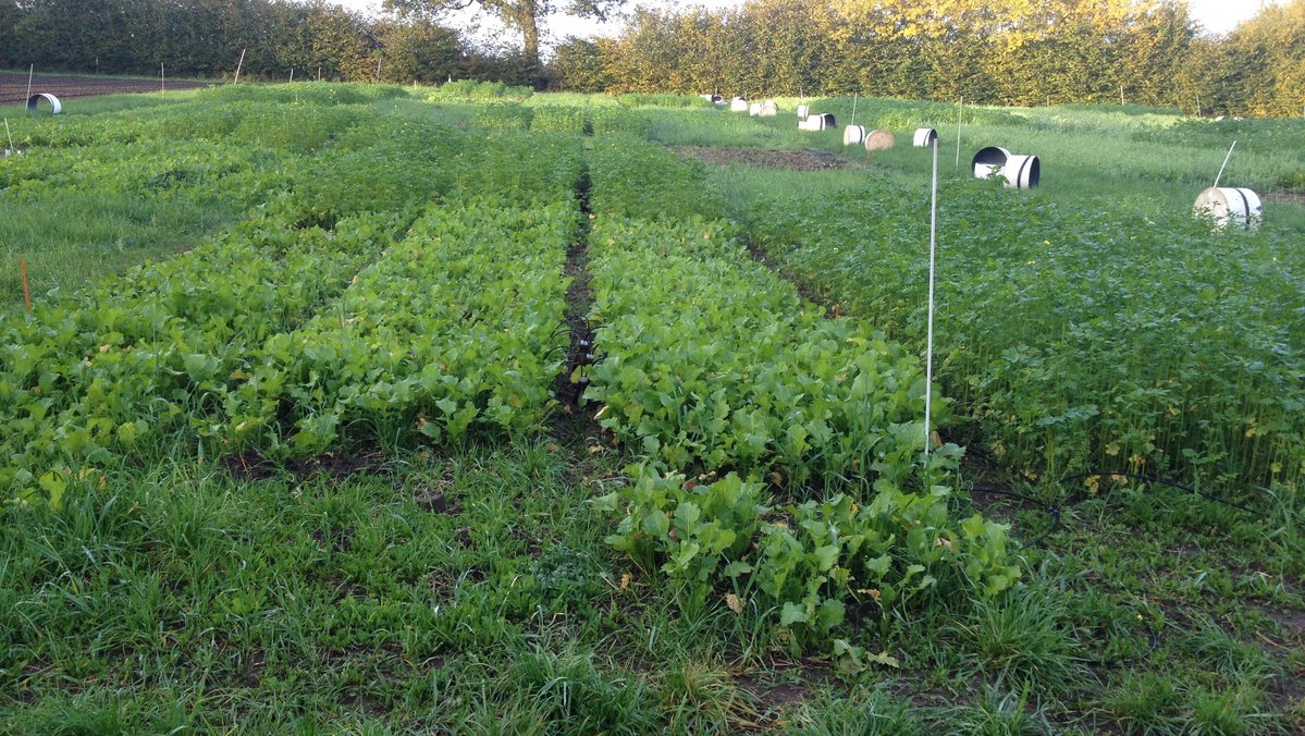 Zu sehen sind Anbaustreifen verschiedener Marktfrüchte auf einem Feld. 