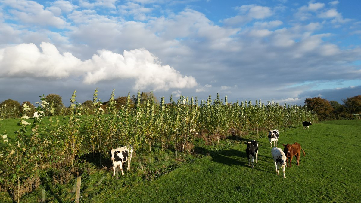 Agroforststreifen mit Kühen