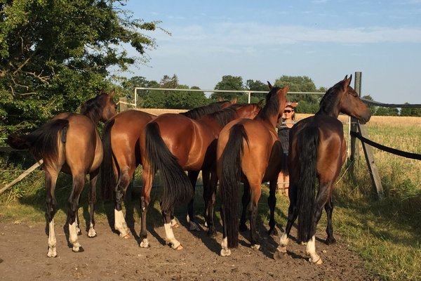 Fünf Pferde stehen an einem Zaun im Freiland.