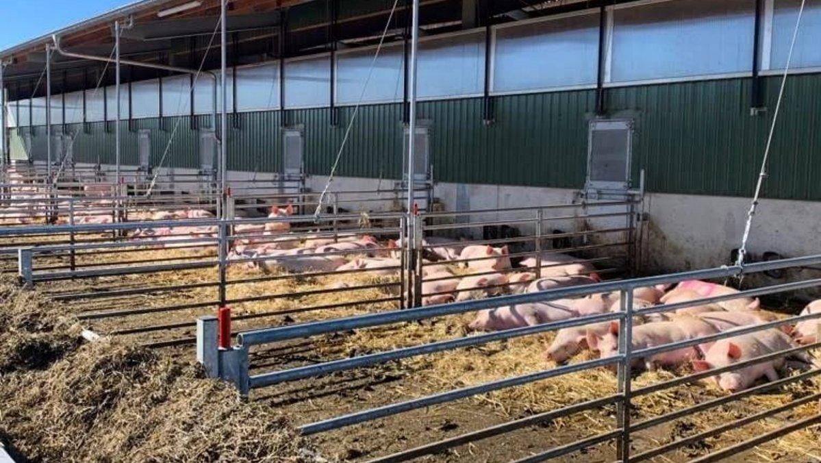 Schweinestall mit Freilandbereich, in dem Schweine im Stroh liegen.