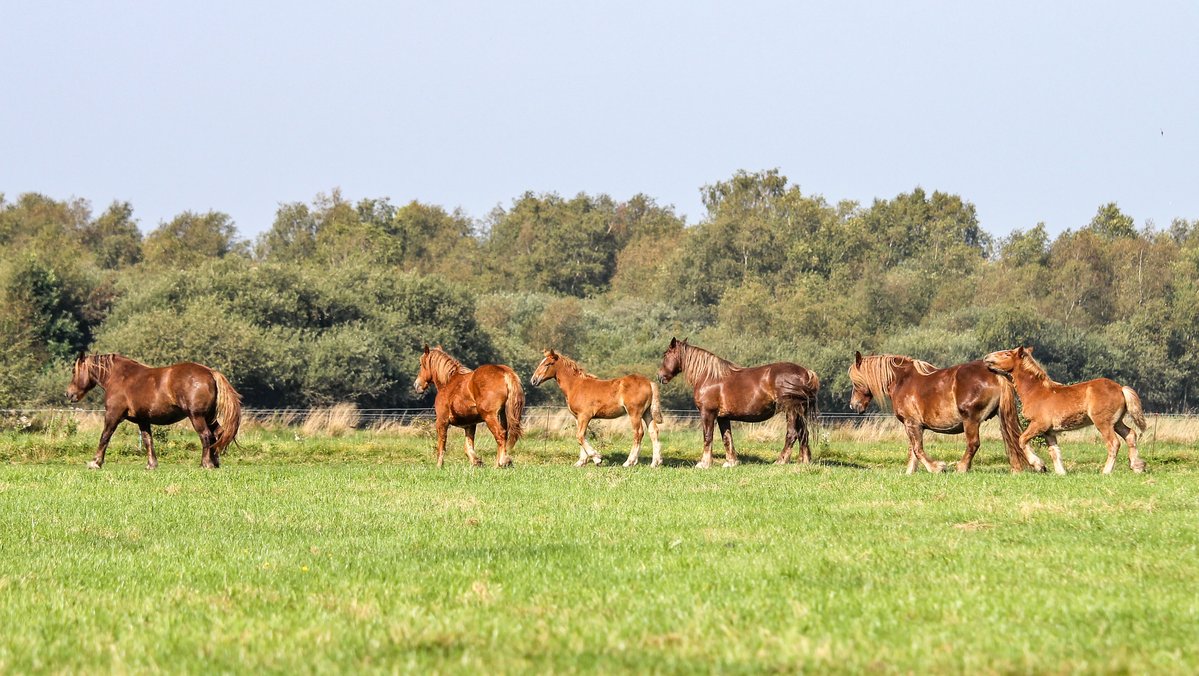 Schleswiger-Kaltblutpferde stehen auf einer Weide