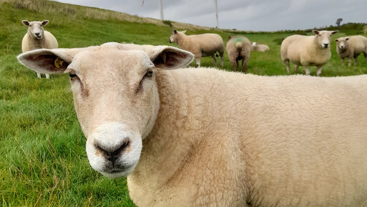 A white sheep in a pasture looks into the camera.
