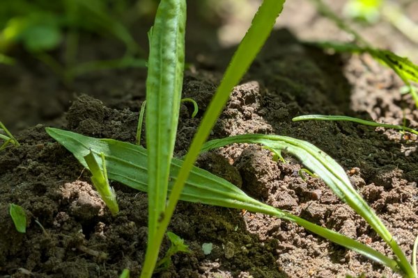 Young ribwort plantain plants in the garden