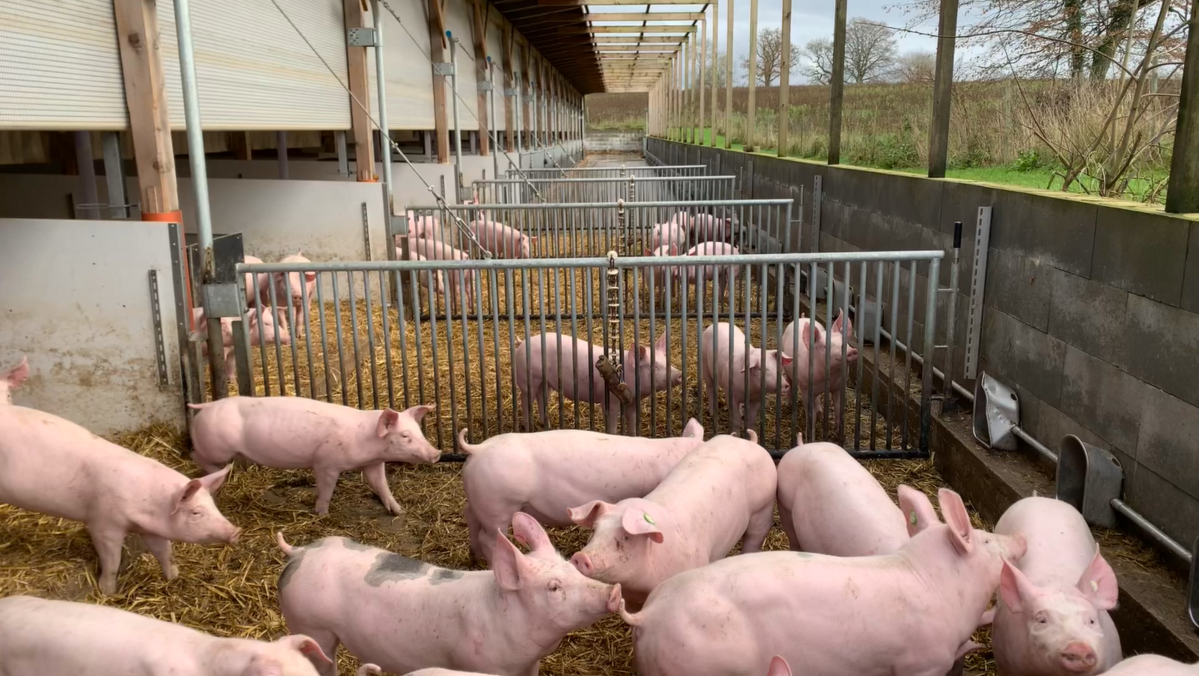 Eine Gruppe Schweine steht in einer Bucht in einem Offenstall. 