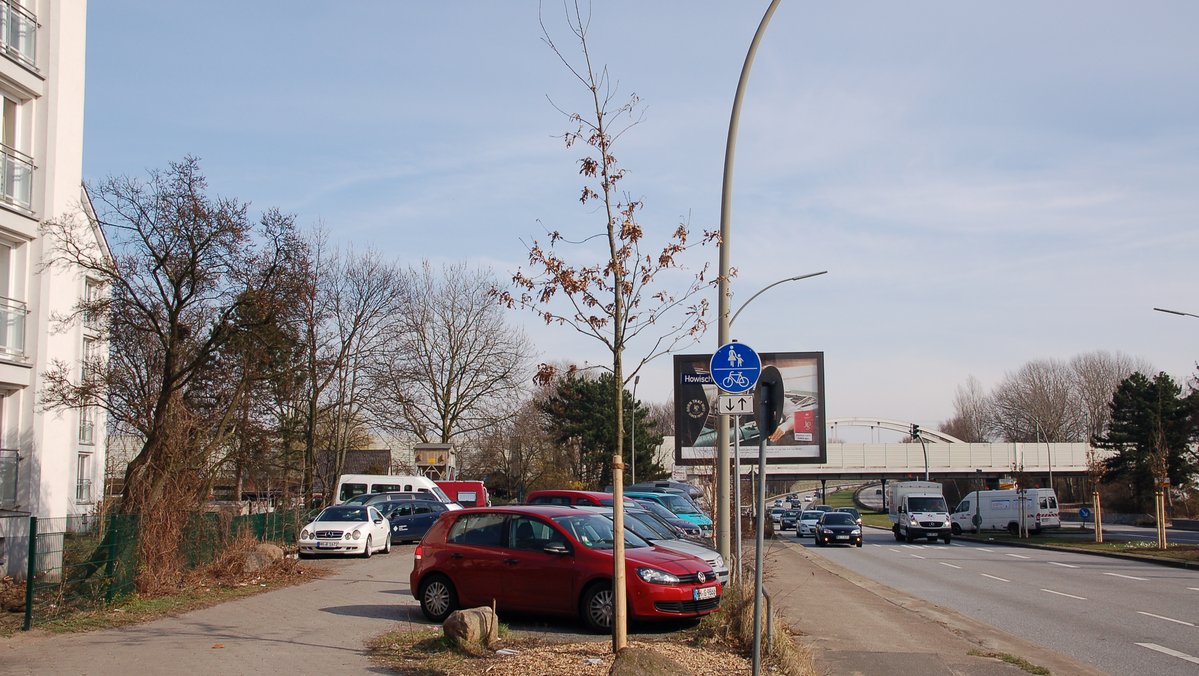 An einer Straße stehen frisch gepflanzte Bäume.