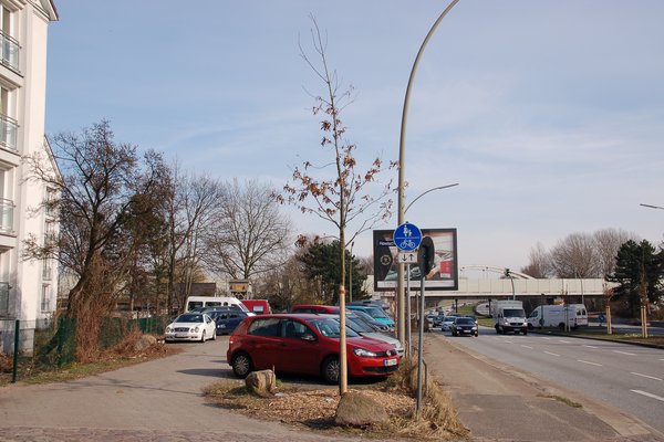 An einer Straße stehen frisch gepflanzte Bäume.