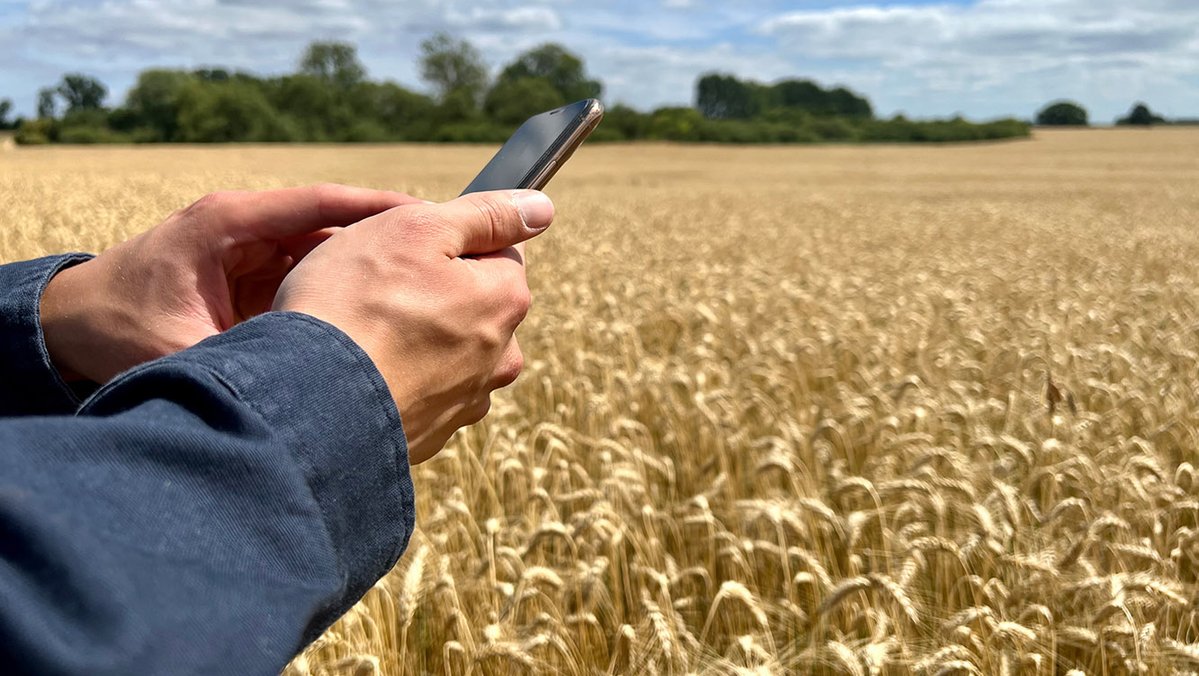 Eine Person hält ein Handy vor einem gelben Weizenfeld.