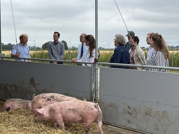 Landwirtschaftsminister Werner Schwarz steht zusammen mit weiteren Personen an einer Bucht eines Schweinestalls mit Außenbereich. Davor stehen zwei Schweine im Stroh.