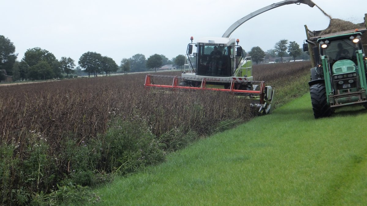 Ein Mähdrescher drischt Eiweißpflanzen. Daneben fährt ein Traktor mit Anhänger. 