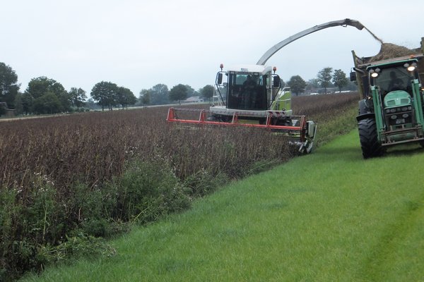 Ein Mähdrescher drischt Eiweißpflanzen. Daneben fährt ein Traktor mit Anhänger. 