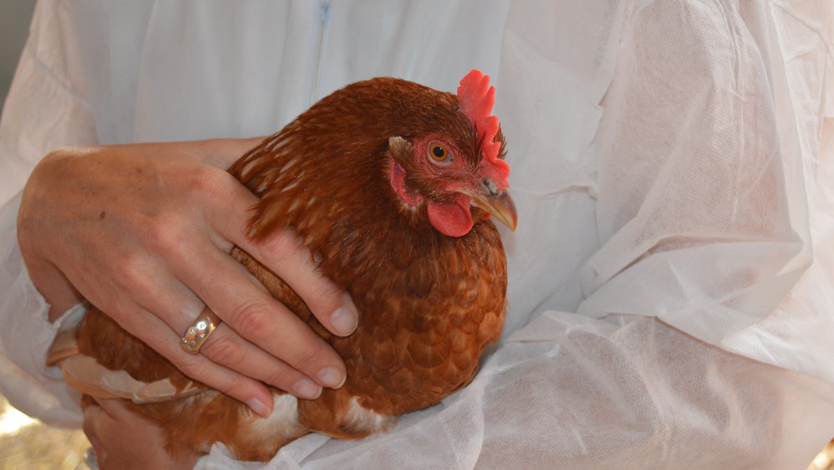 Eine Legehenne wird von einer Person auf dem Arm gehalten