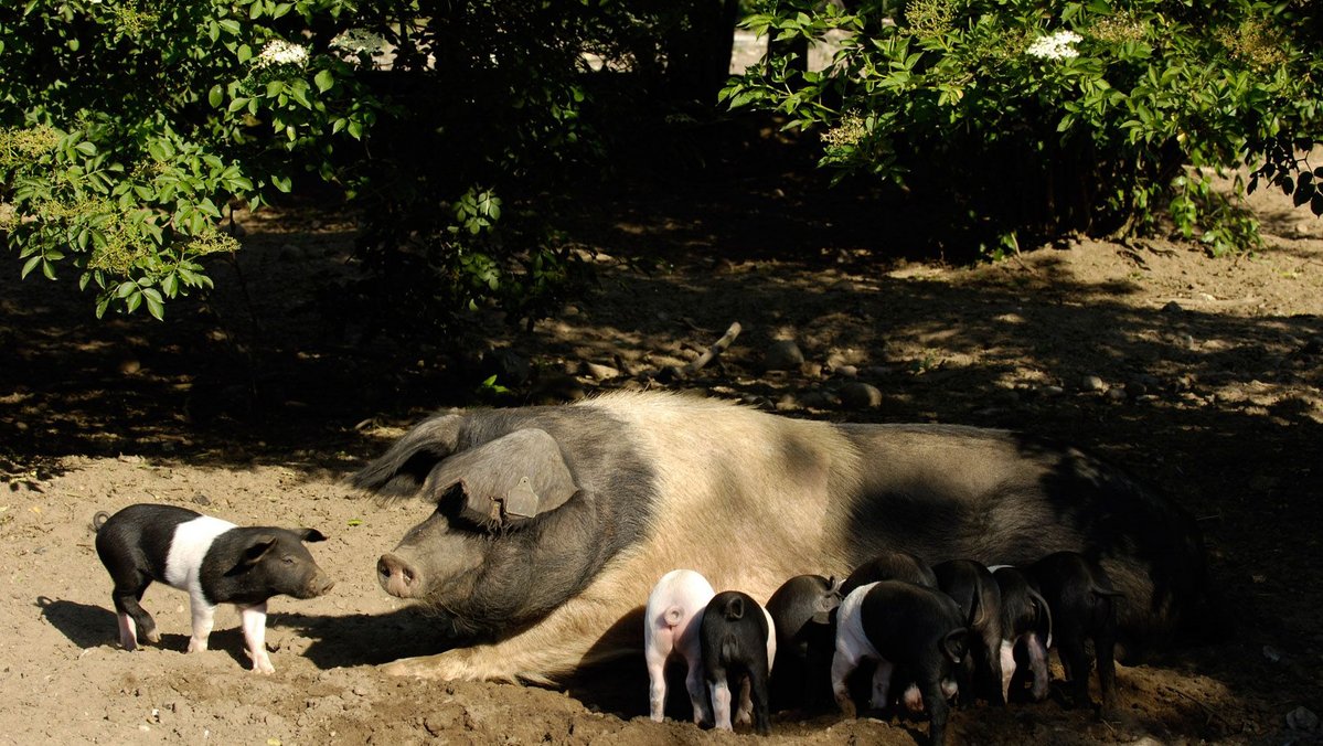 Eine Sau sonnt sich mit ihren Ferkeln in einem Freilandgehege.