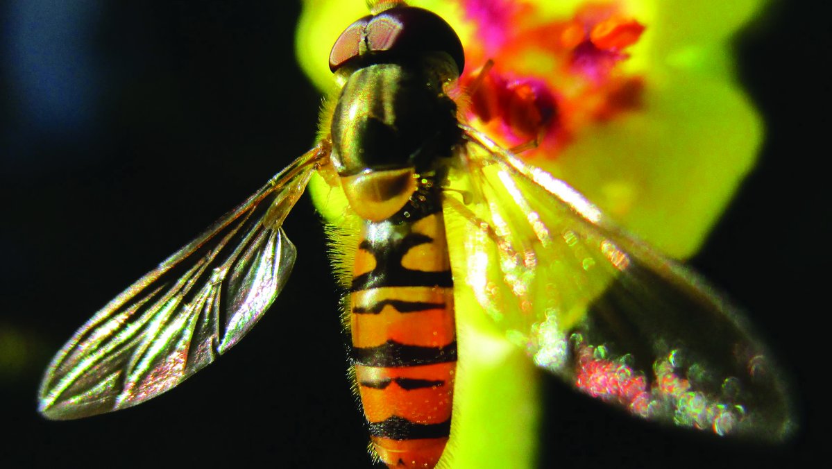 Picture of a hoverfly