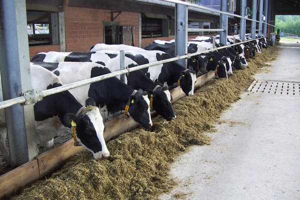 Kühe in einem Kuhstall beim fressen am Gatter.