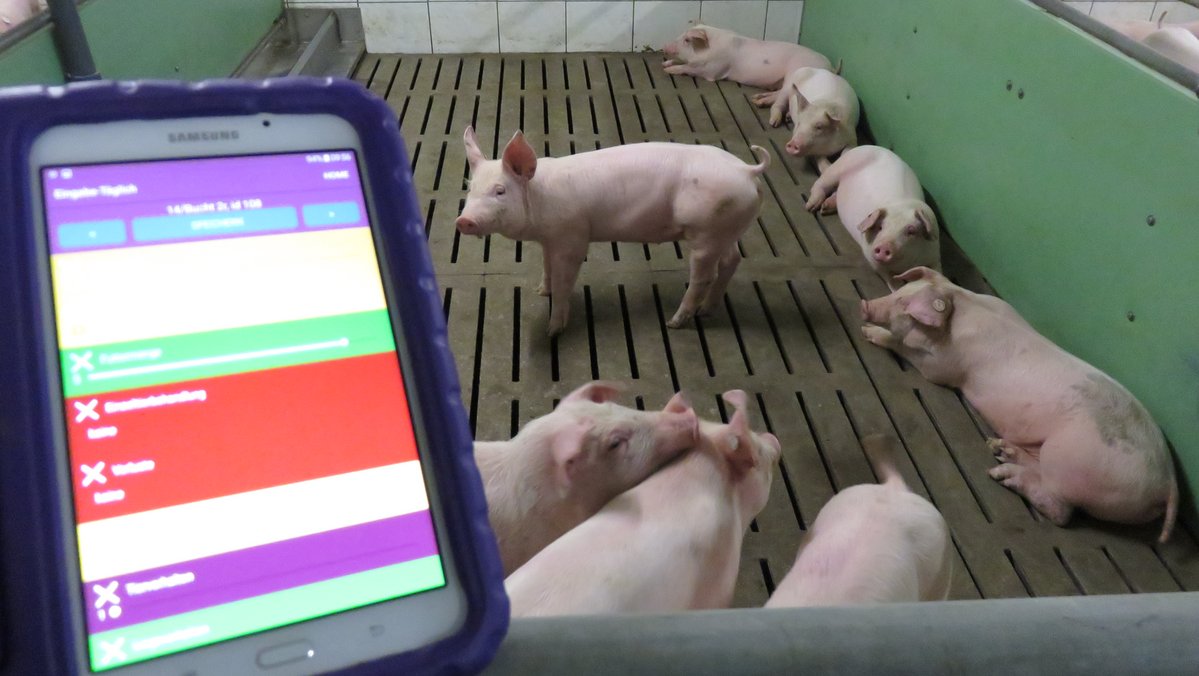 Ein Tablet wird vor eine Bucht in einem Schweinestall gehalten. Auf dem Tablet ist eine App zu sehen.