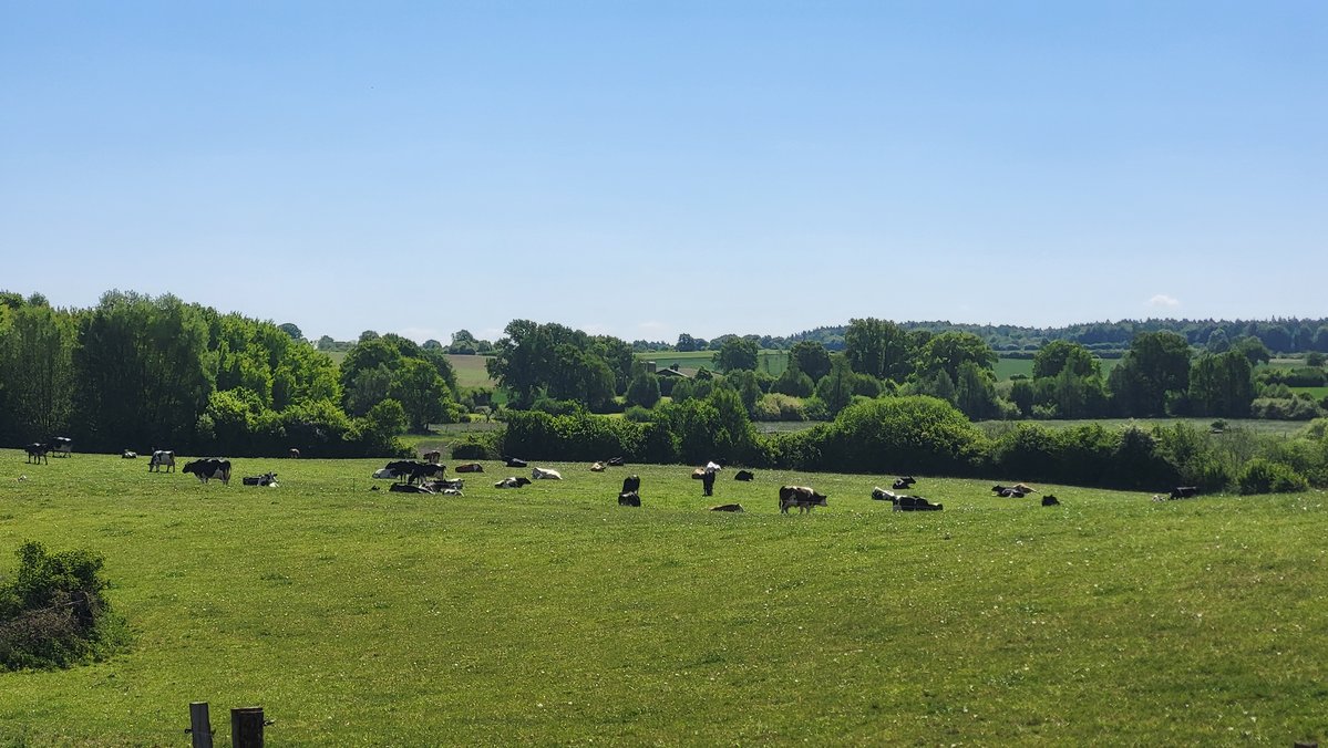 Landschaft mit Bäumen und Wiese