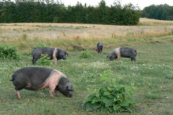 Eine Gruppe von Angler Sattelschweinen steht in einem Freilandgehege.