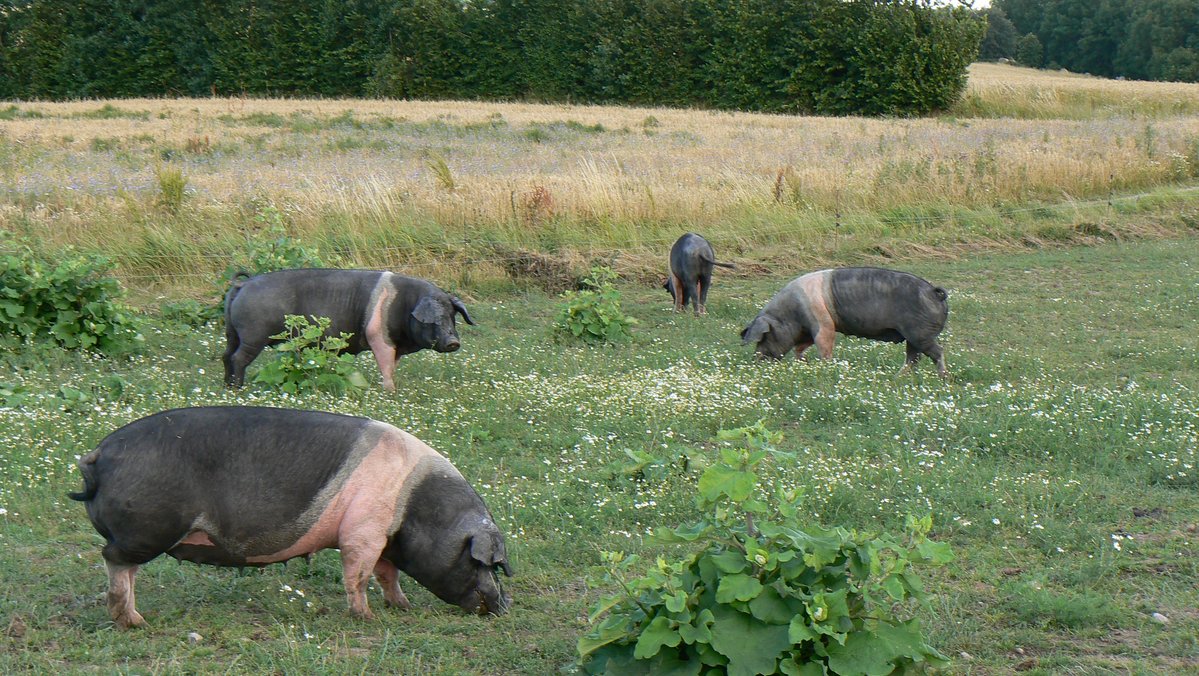 Eine Gruppe von Angler Sattelschweinen steht in einem Freilandgehege.